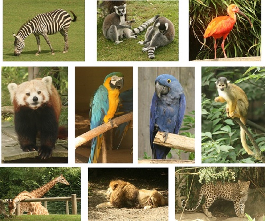 Zoo de champrépus